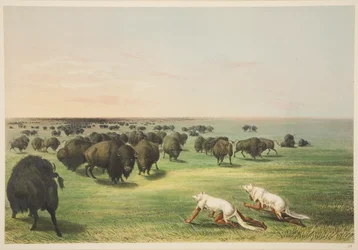 Indianer jagen den Büffel unter einer Wolfshautmaske, aus Illustrationen der Sitten, Bräuche und Zustände der nordamerikanischen Indianer, London, 1845